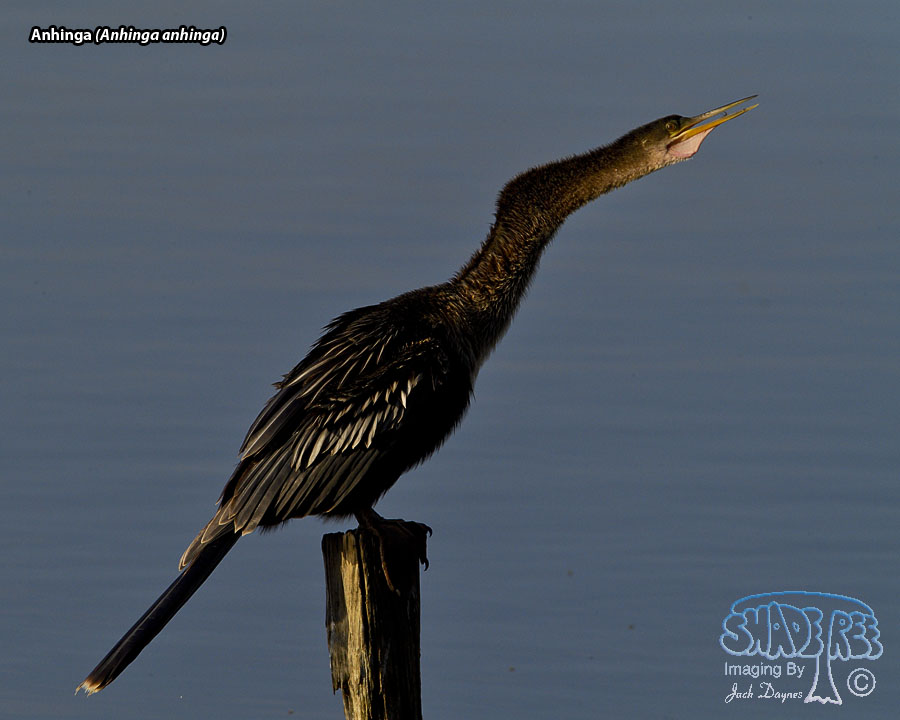Anhinga - Anhinga anhinga
