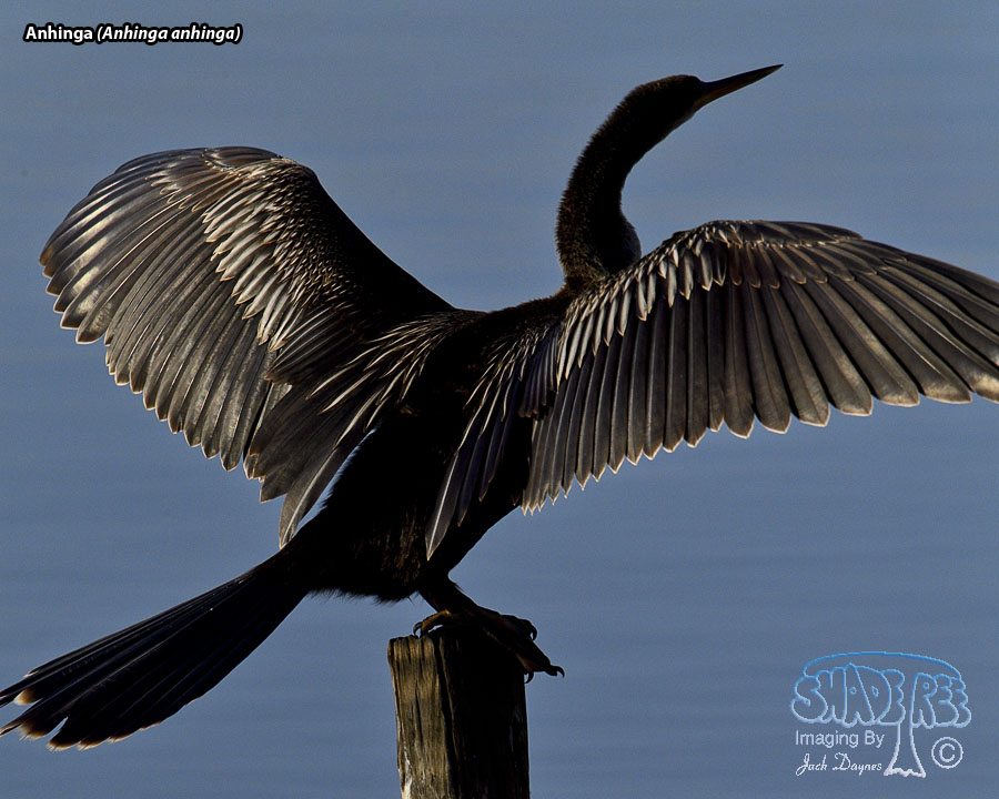 Anhinga - Anhinga anhinga