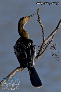 2021-01-15 and 16 At Breeze Lake
