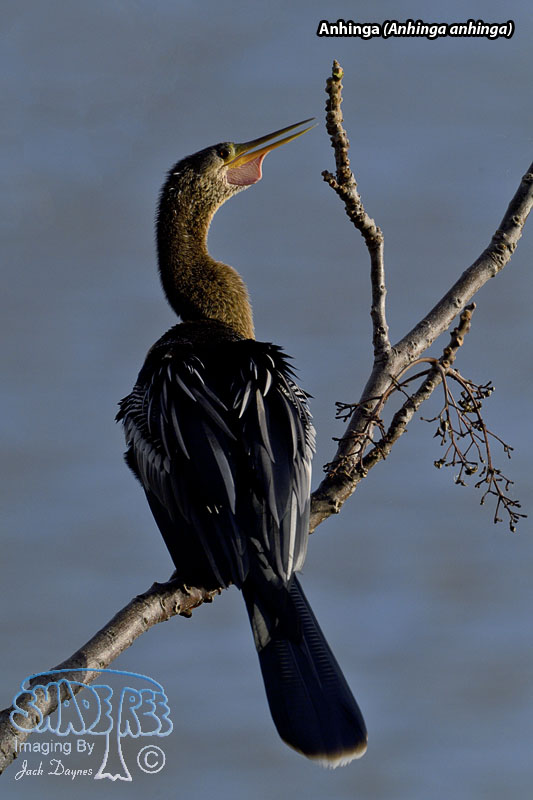 Anhinga - Anhinga anhinga