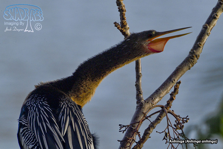 Anhinga - Anhinga anhinga