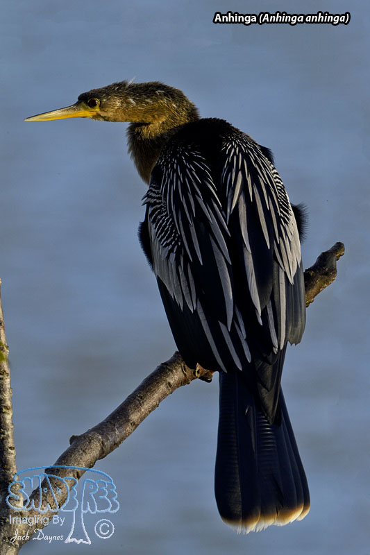 Anhinga - Anhinga anhinga