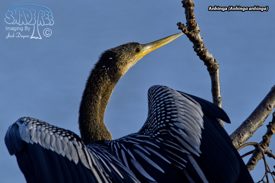 Anhinga - Anhinga anhinga