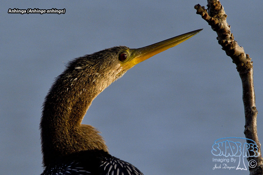 Anhinga - Anhinga anhinga