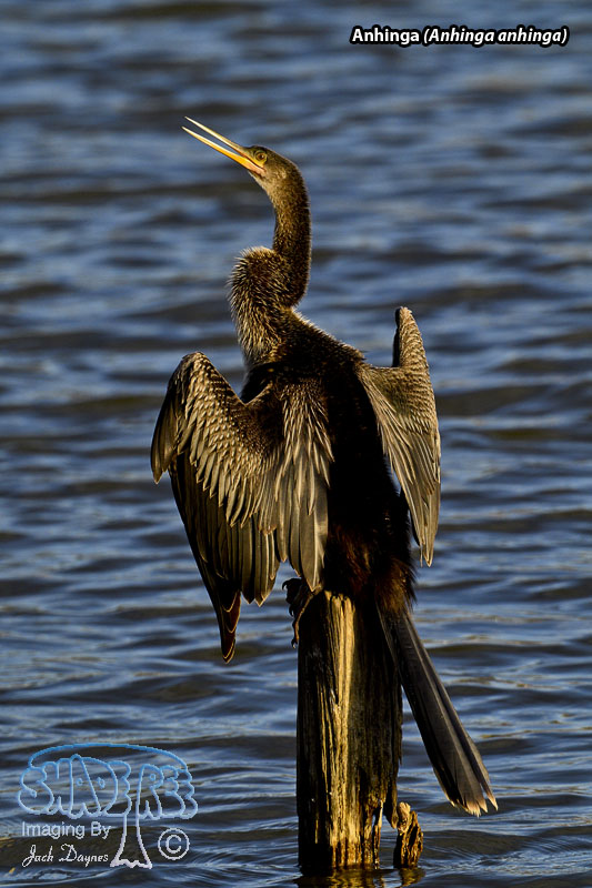 Anhinga - Anhinga anhinga