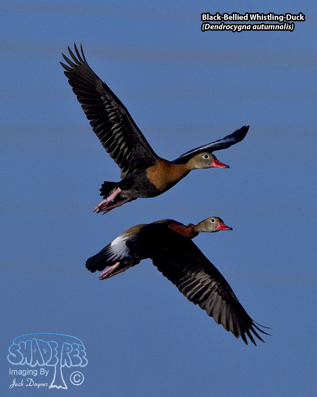 Black-Bellied Whistling-Duck - Dendrocygna autumnalis