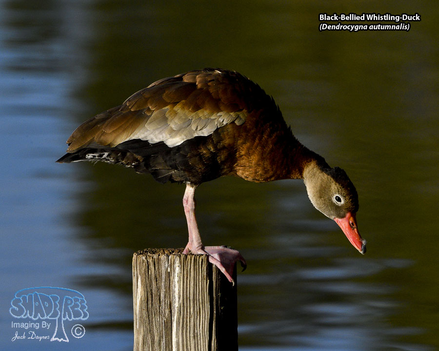 Black-Bellied Whistling-Duck - Dendrocygna autumnalis