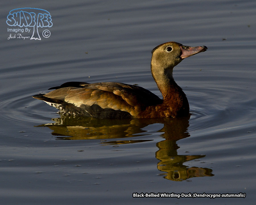 Black-Bellied Whistling-Duck - Dendrocygna autumnalis