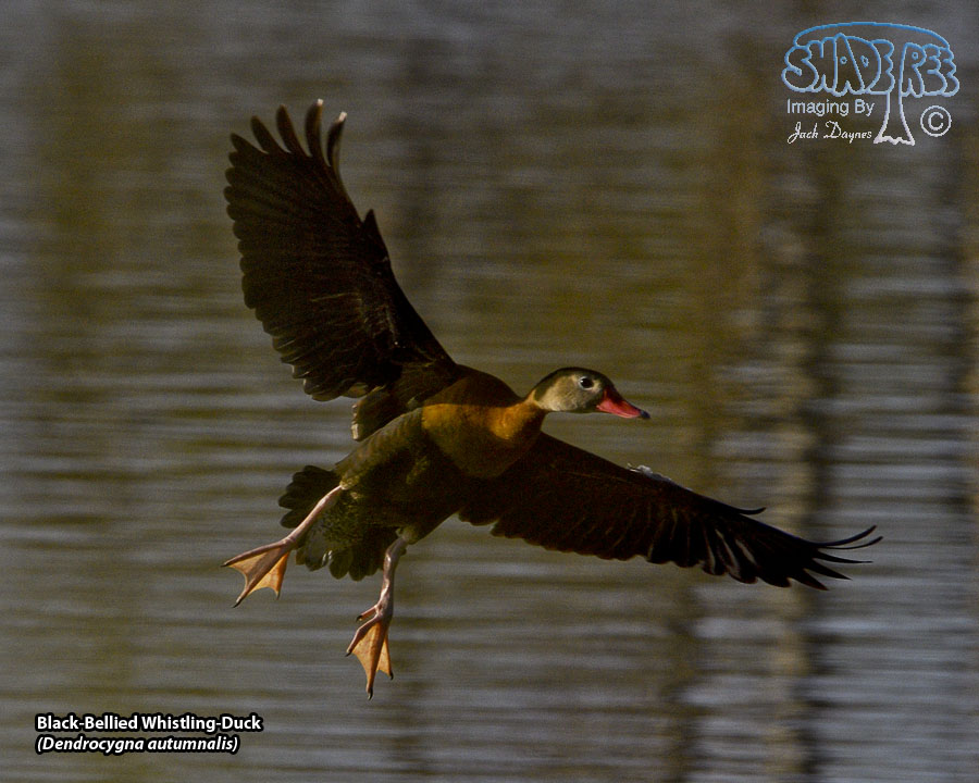 Black-Bellied Whistling-Duck - Dendrocygna autumnalis