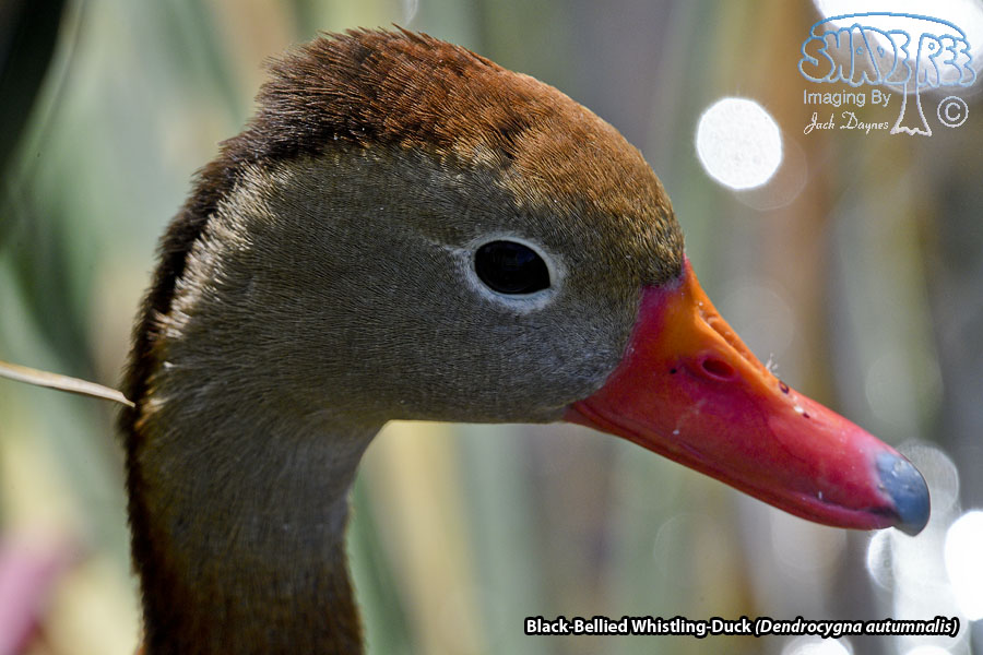 Black-Bellied Whistling-Duck - Dendrocygna autumnalis