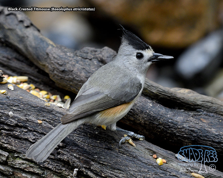 Black-Crested Titmouse - Baeolophus atricristatus