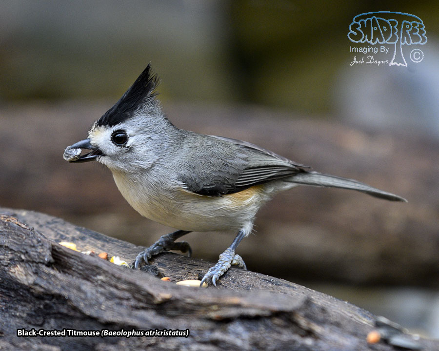 Black-Crested Titmouse - Baeolophus atricristatus