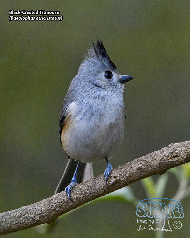 Black-Crested Titmouse - Baeolophus atricristatus