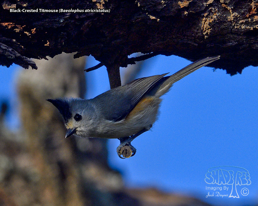 Black-Crested Titmouse - Baeolophus atricristatus