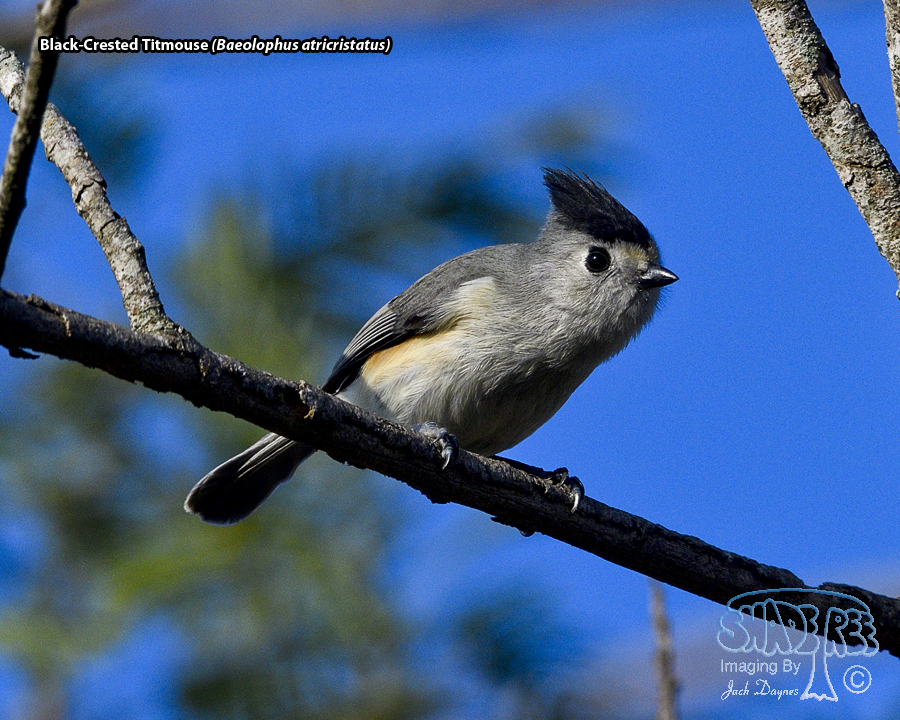 Black-Crested Titmouse - Baeolophus atricristatus