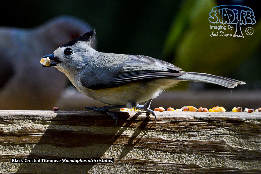 Black-Crested Titmouse - Baeolophus atricristatus