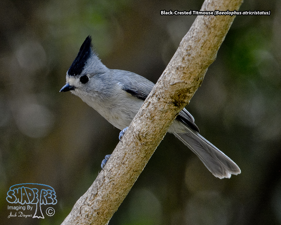 Black-Crested Titmouse - Baeolophus atricristatus