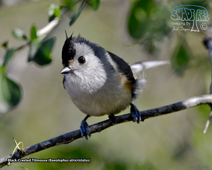 Black-Crested Titmouse - Baeolophus atricristatus