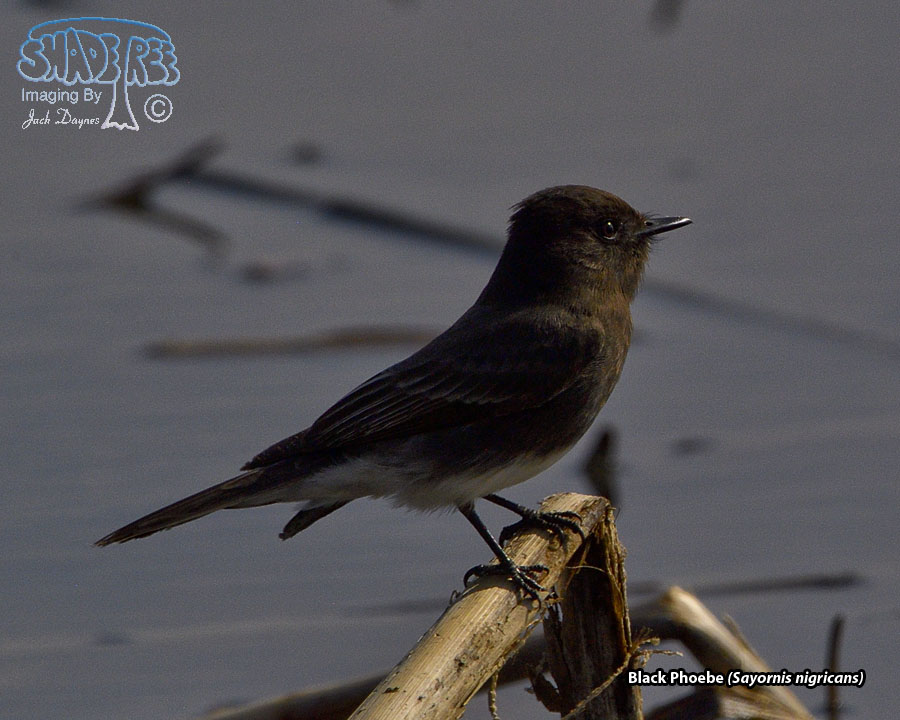 Black Phoebe - Sayornis nigricans