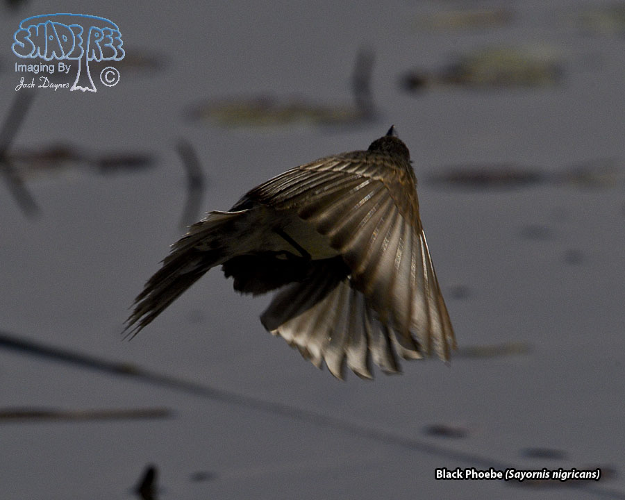 Black Phoebe - Sayornis nigricans