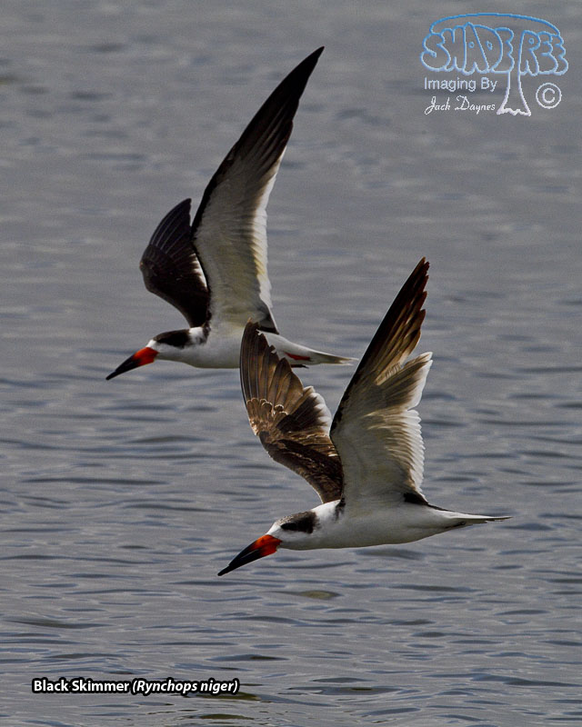 Black Skimmer - Rynchops niger