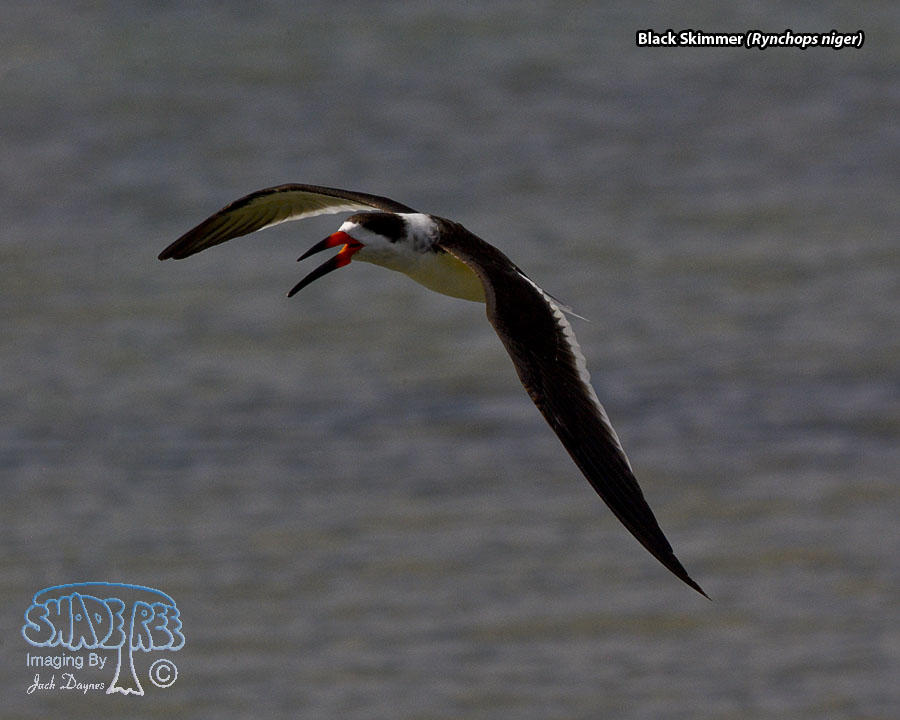 Black Skimmer - Rynchops niger