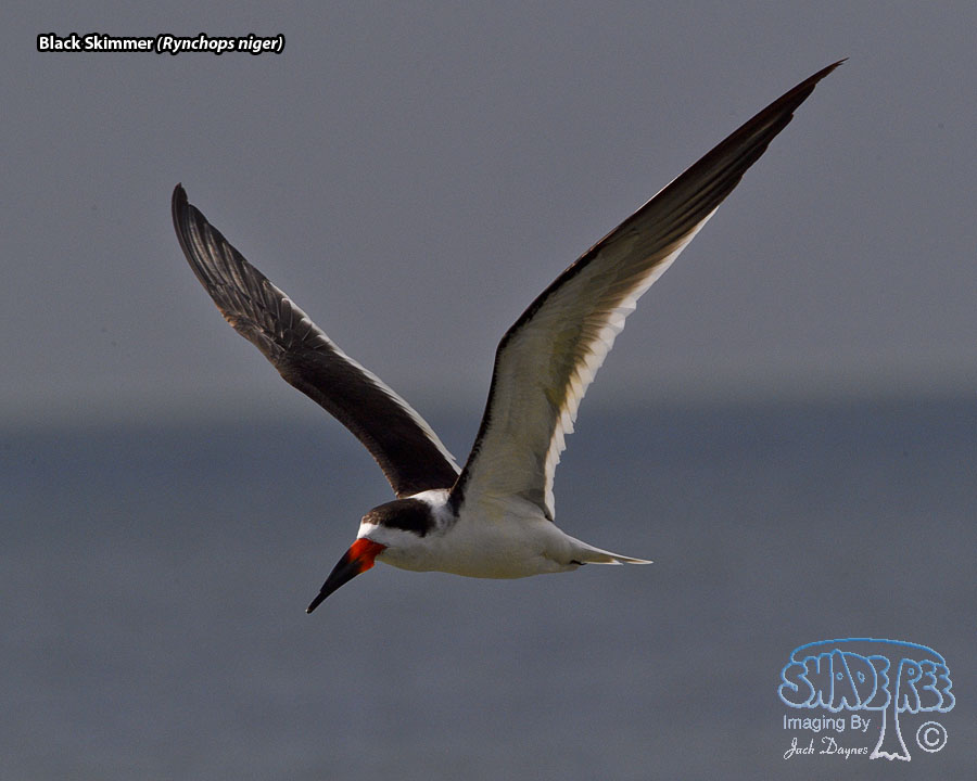 Black Skimmer - Rynchops niger