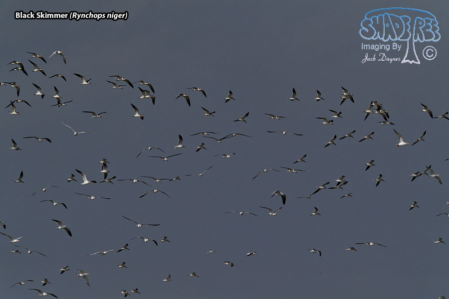 Black Skimmer - Rynchops niger