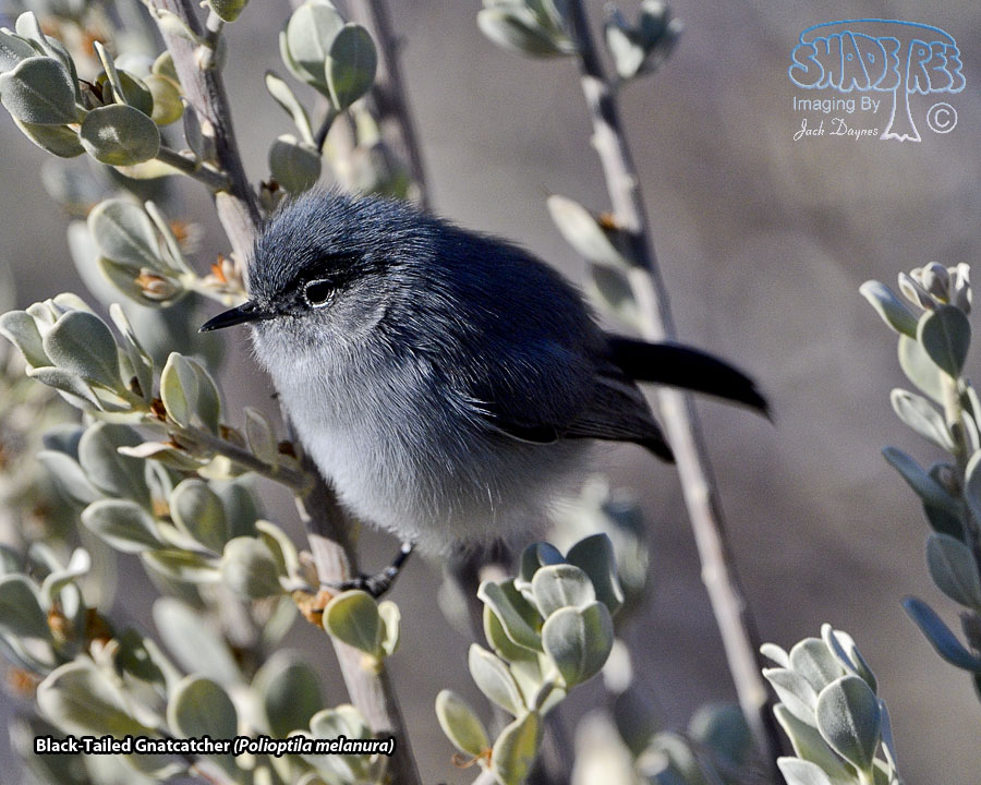 Black-Tailed Gnatcatcher - Polioptila melanura