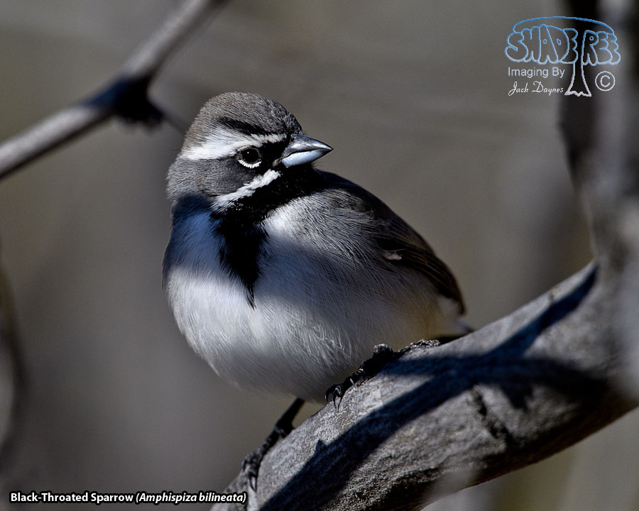 Black-Throated Sparrow - Amphispiza bilineata