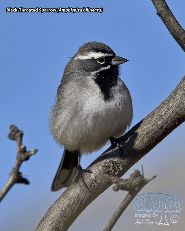 Black-Throated Sparrow - Amphispiza bilineata