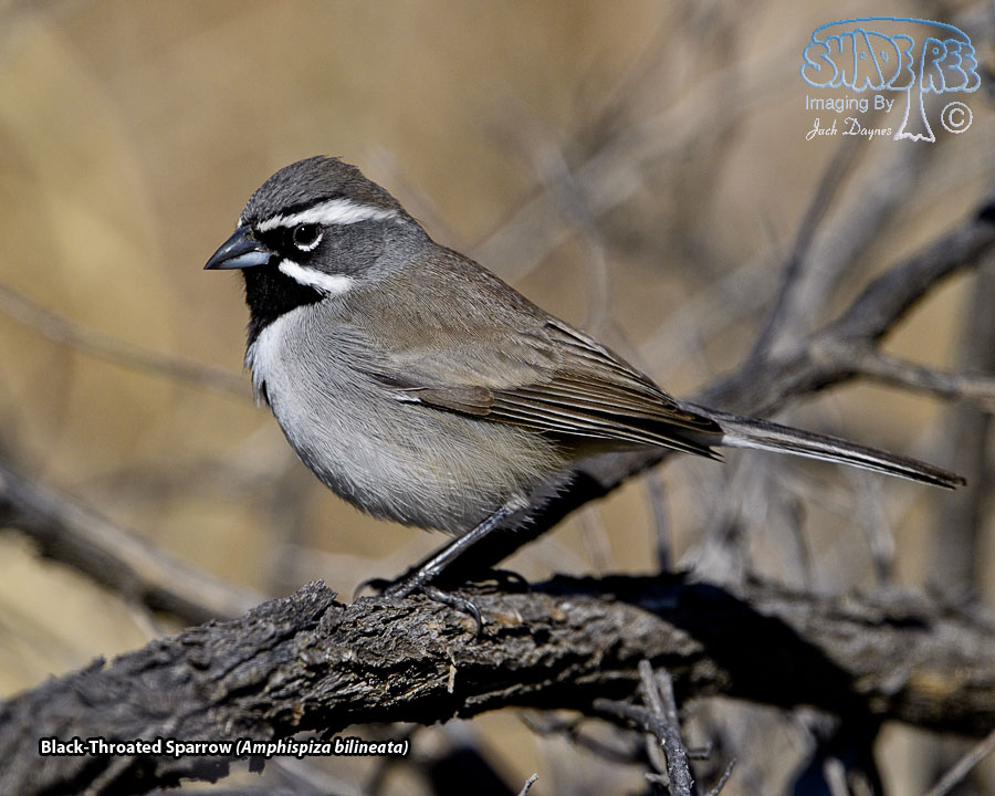Black-Throated Sparrow - Amphispiza bilineata