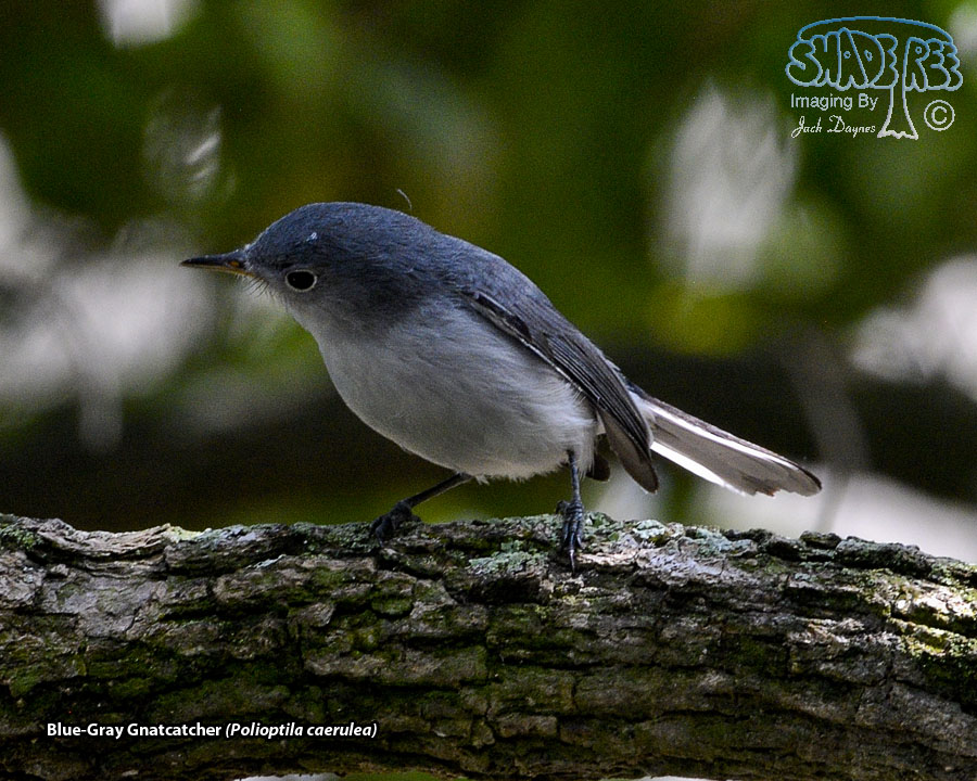 Blue-Gray Gnatcatcher - Polioptila caerulea