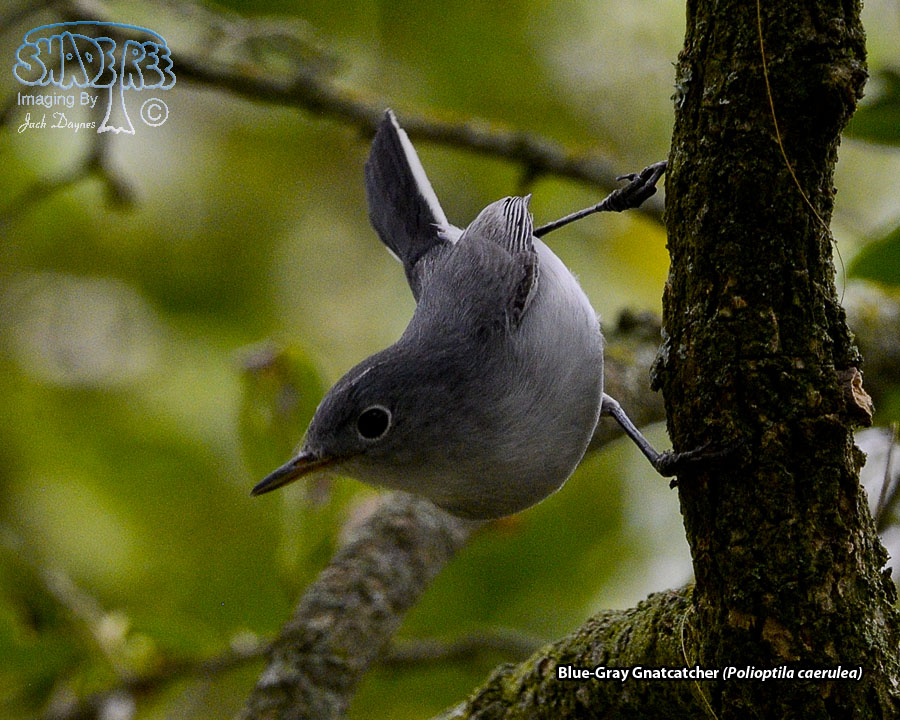 Blue-Gray Gnatcatcher - Polioptila caerulea