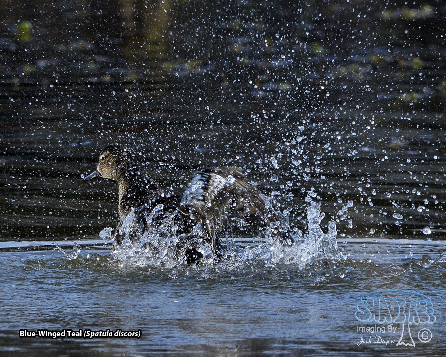 Blue-Winged Teal - Spatula discors