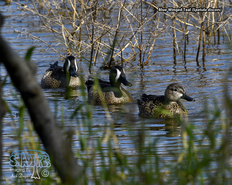 Blue-Winged Teal - Spatula discors