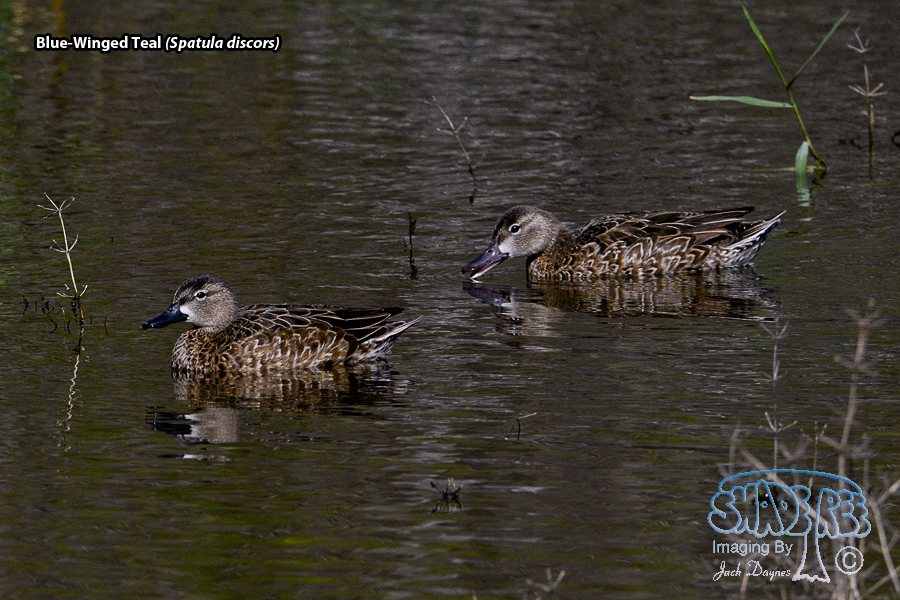 Blue-Winged Teal - Spatula discors