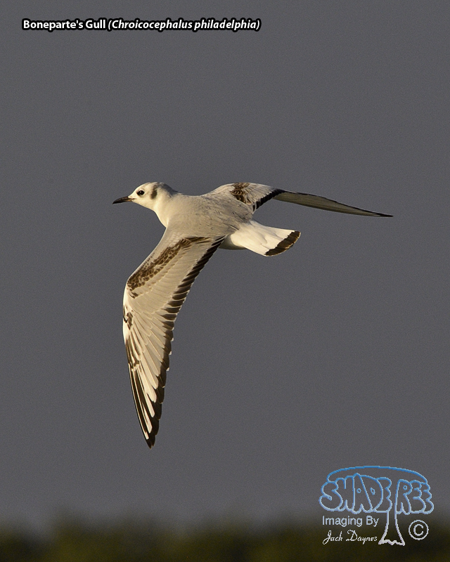Bonaparte's Gull - Chroicocephalus philadelphia
