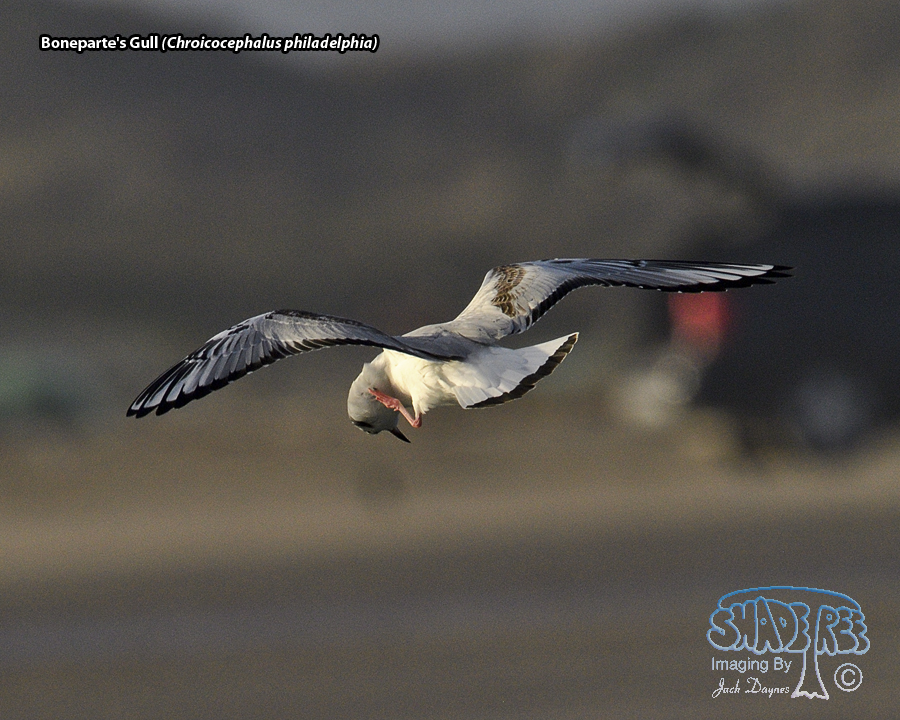 Bonaparte's Gull - Chroicocephalus philadelphia