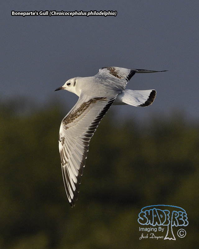 Bonaparte's Gull - Chroicocephalus philadelphia