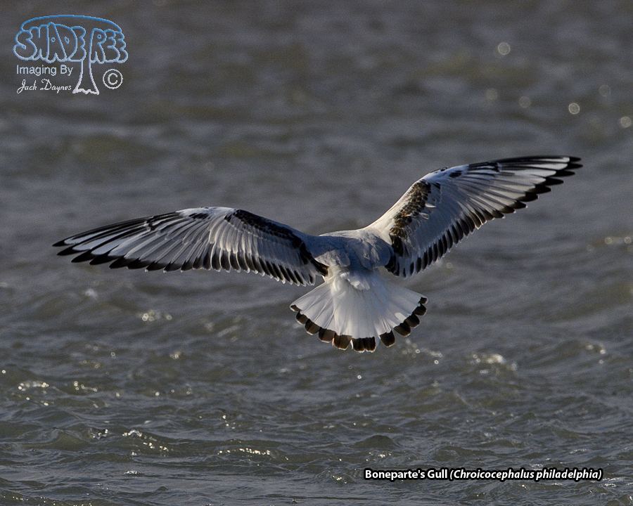 Bonaparte's Gull - Chroicocephalus philadelphia