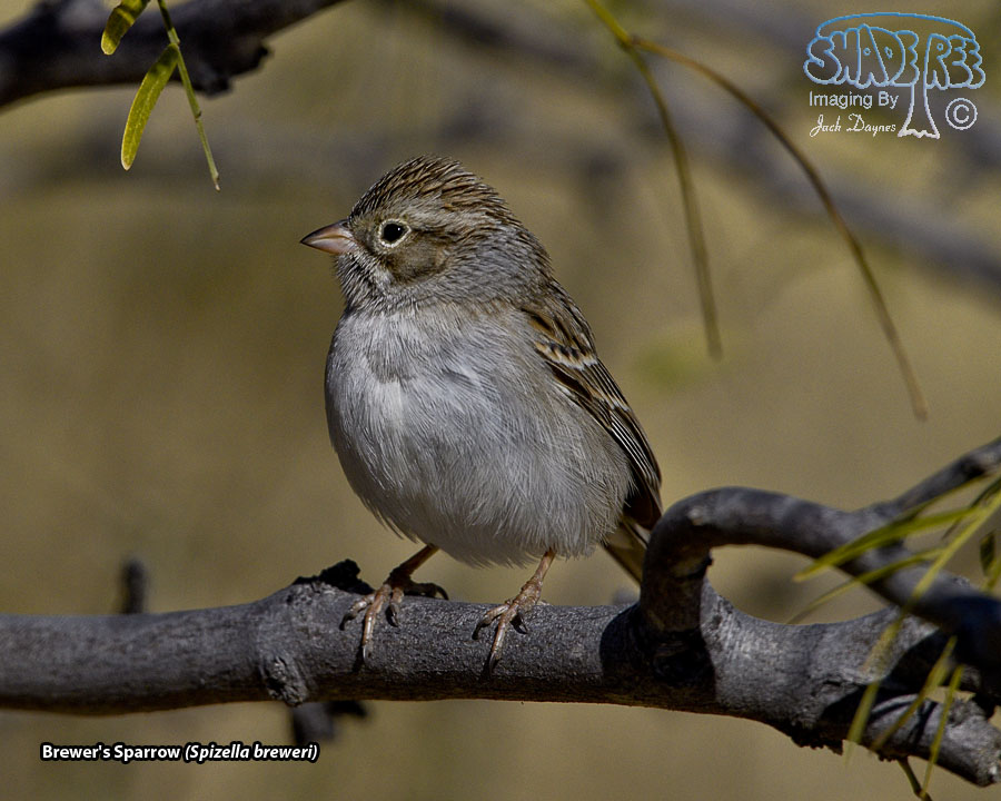 Brewer's Sparrow - Spizella breweri