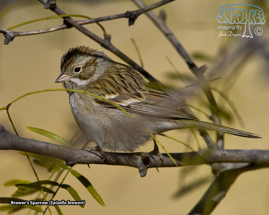 Brewer's Sparrow - Spizella breweri