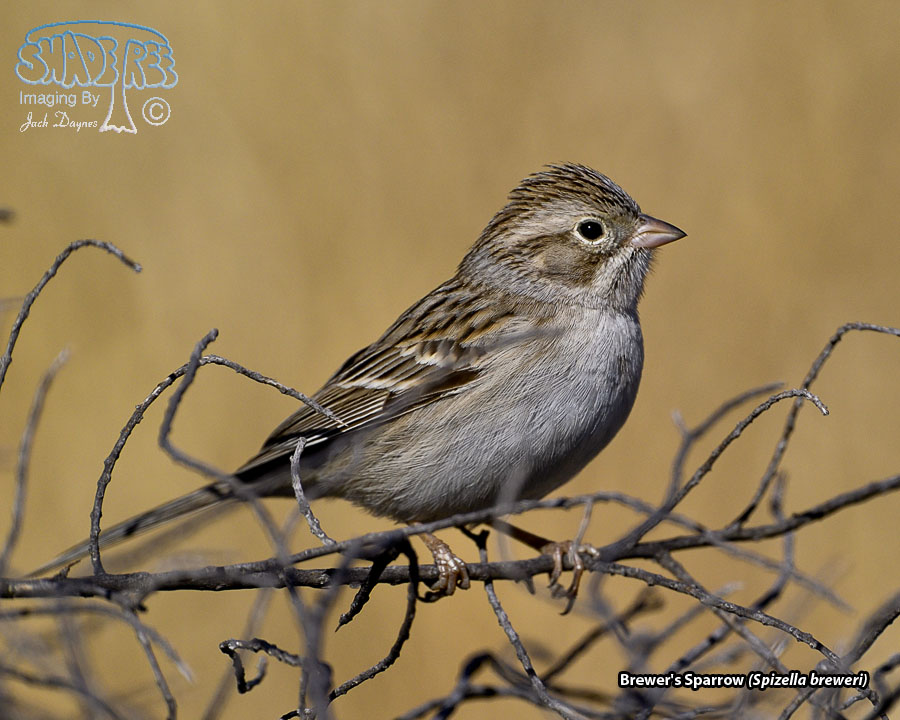 Brewer's Sparrow - Spizella breweri