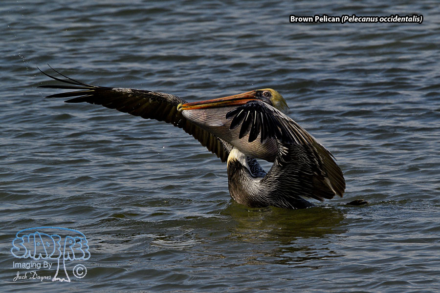 Brown Pelican - Pelecanus occidentalis