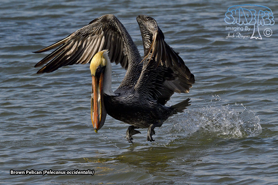 Brown Pelican - Pelecanus occidentalis