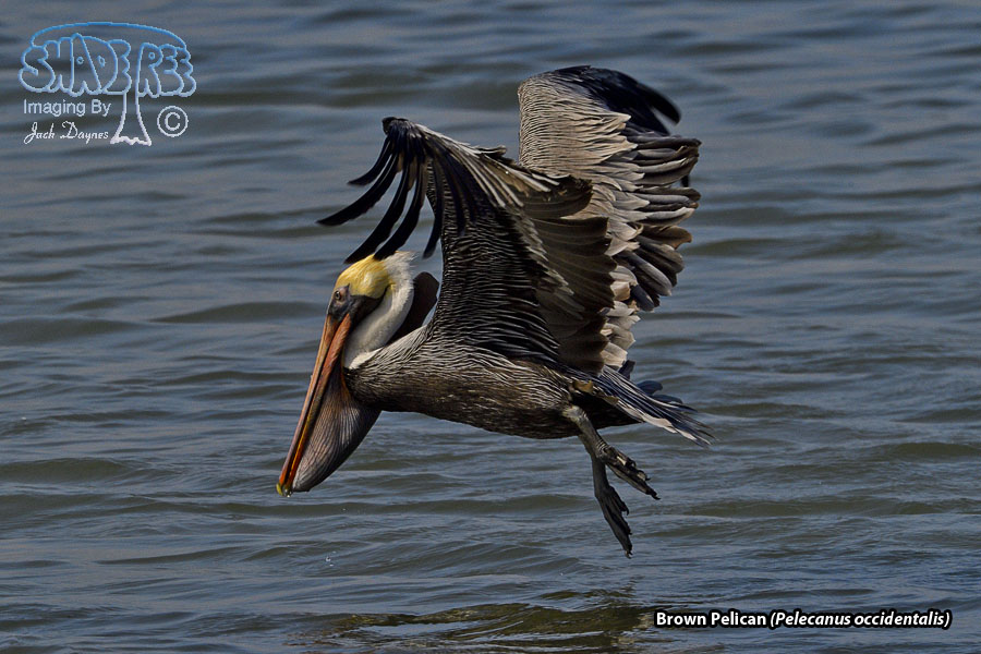 Brown Pelican - Pelecanus occidentalis