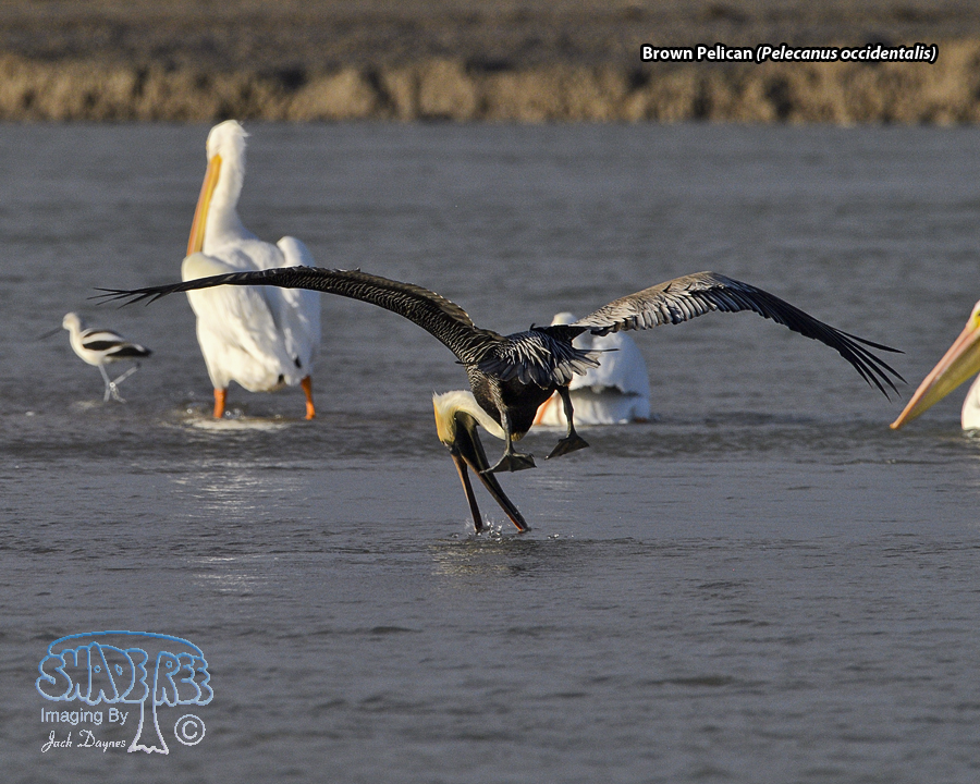 Brown Pelican - Pelecanus occidentalis