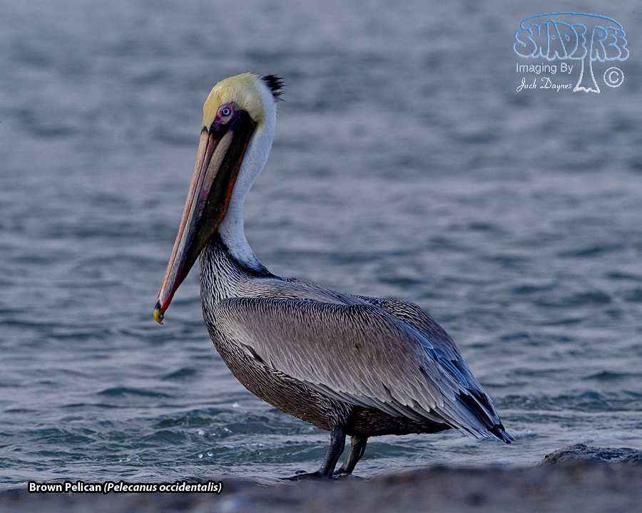 Brown Pelican - Pelecanus occidentalis