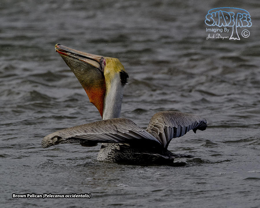 Brown Pelican - Pelecanus occidentalis